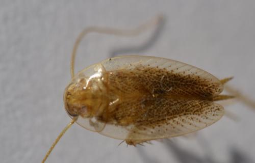 Planuncus vinzi